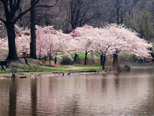 pinktreeslake-st-nj-branch.jpg