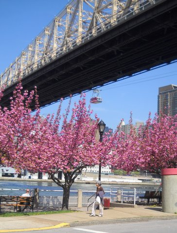 Cherry Blossom Trees-rooseveltisland.JPG