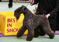 2003-090209_KerryBlueTerrier_2003_h_ss_full.jpg