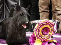 2010-scottishterrier3a8b678b487ea5da66958fb17d88.jpg