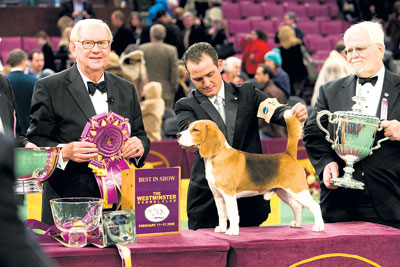 Westminster-Winner.jpg