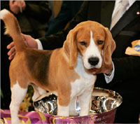 2008-uno-12beagle_600.jpg