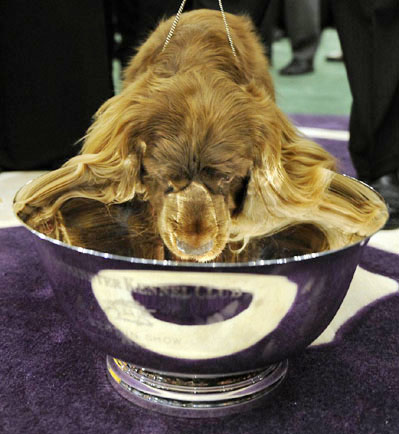 2009-110223_SussexSpaniel_2009_v_ss_full.jpg