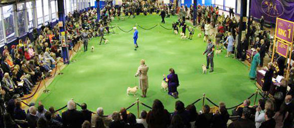 dogshow1.jpg