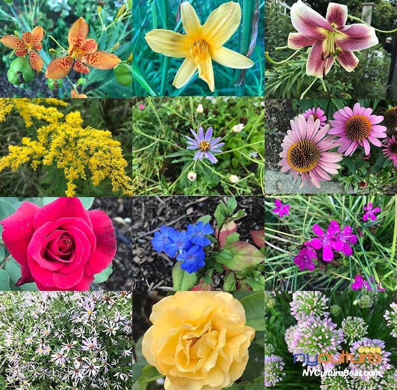 0001bbgflowers-800.jpg