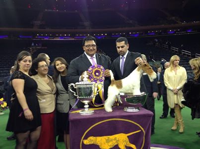 dogshow.jpg