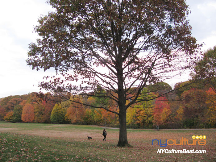 foliage2.jpg