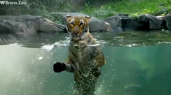 bronx-tiger2.jpg