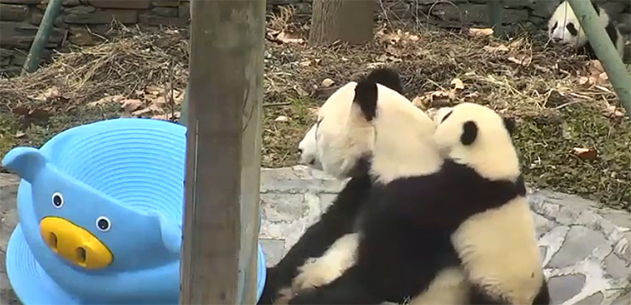 threebears2.jpg