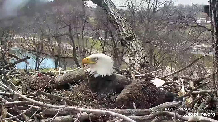 bald-eagle22.jpg