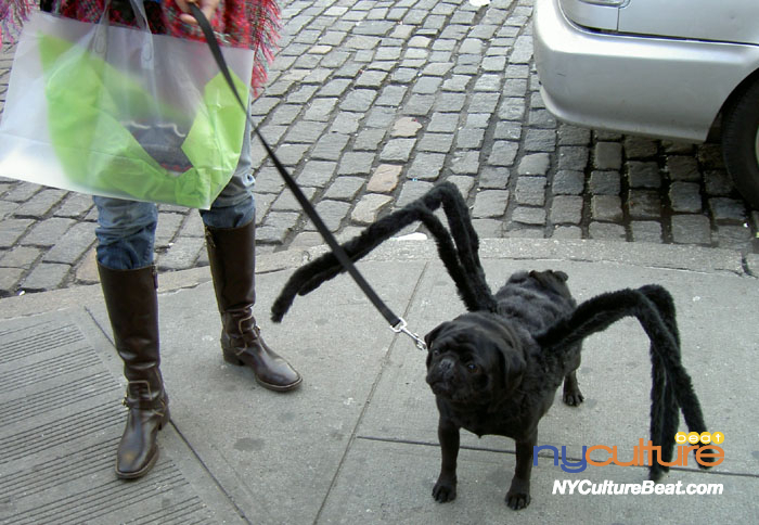 halloween-dogspider1 (2).jpg