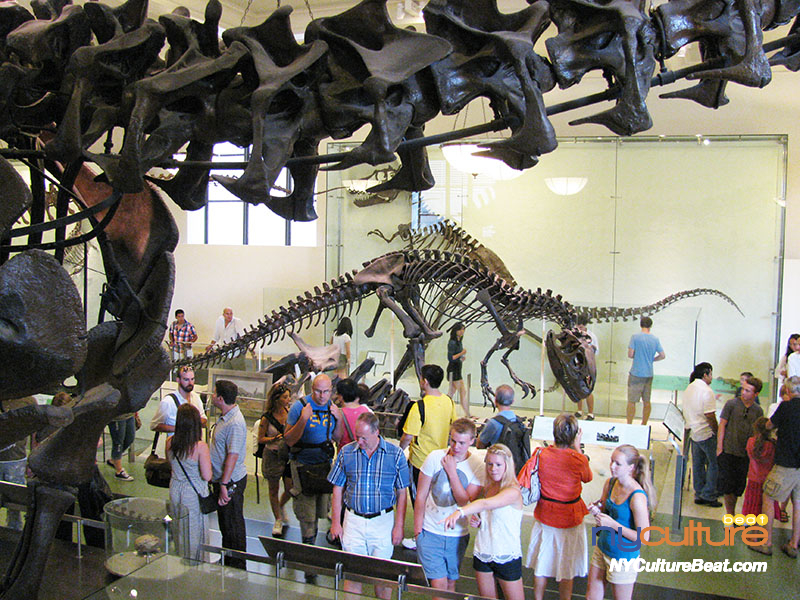 free-amnh1.jpg