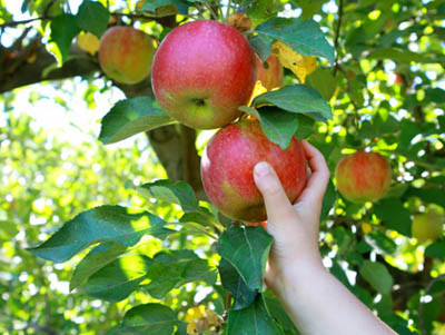 applepicking.jpg