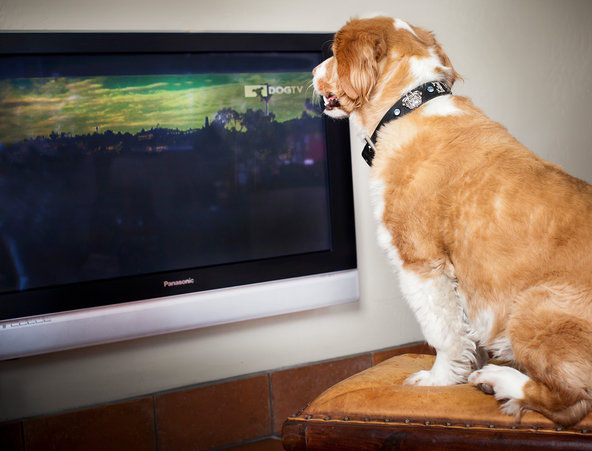 dog-tv-25well-dogtv-tmagArticle.jpg