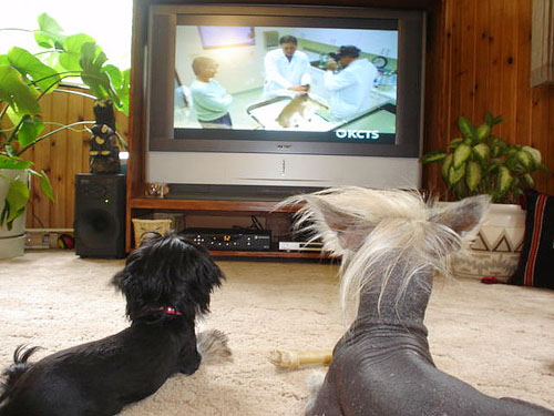 dog-fundogs_zxq__net-Dog-Watching-Tv-10.jpg