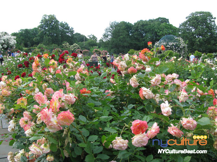 nybg-rosegarden.jpg