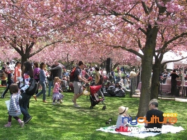 bbg-sakura.jpg
