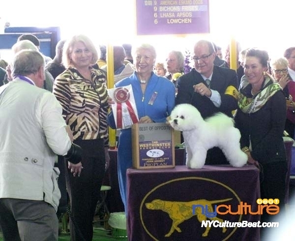 dogshow2.jpg