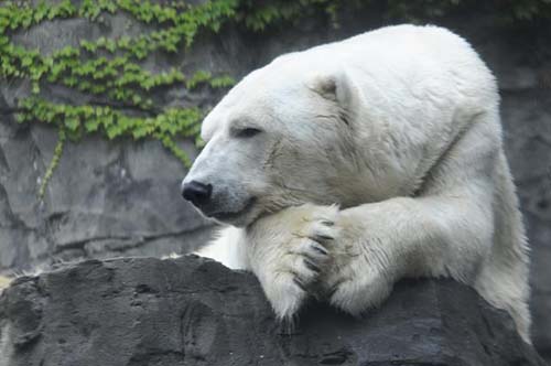_Julie Larsen Maher 6520 Polar Bear Gus CPZ 08 14 12-Julie Larsen Maher-Wildlife Conservation Society).jpg