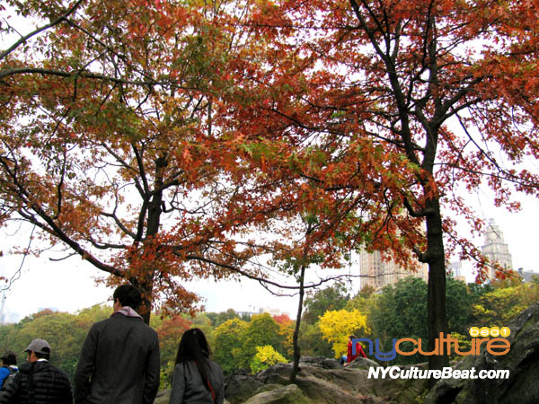 cp-foliage3.jpg
