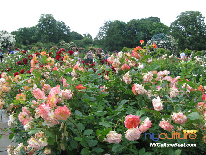 nybg-rosegarden.jpg