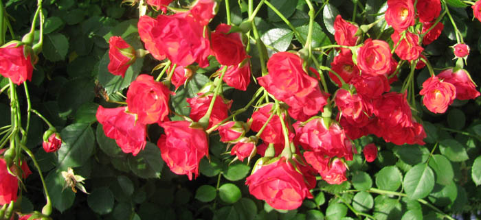 00IMG_7672.jpg