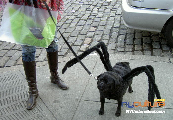 halloween-dogspider1 (2).jpg