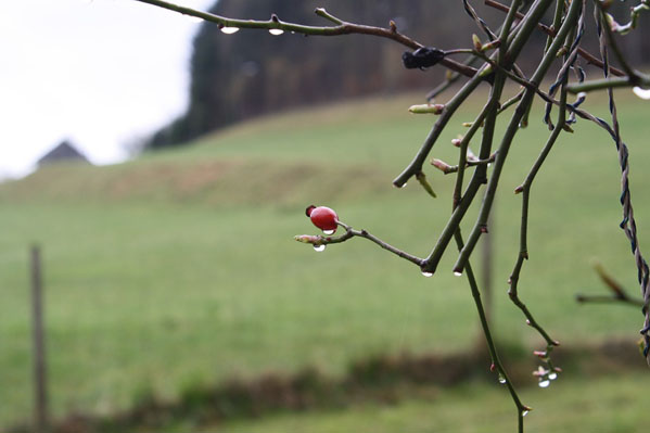 spring-287491_960_720.jpg