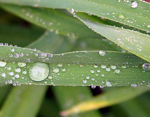 Dew.arp.750pix-jon-sullivan.jpg