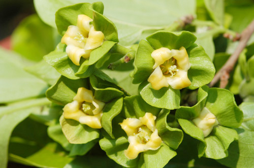 persimmon-flowers.jpg