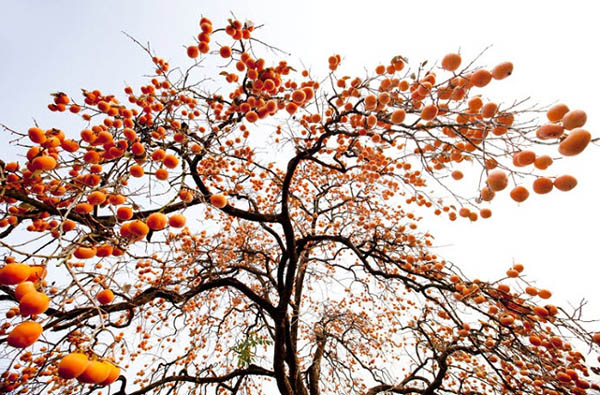 persimmon-flowers3.jpg