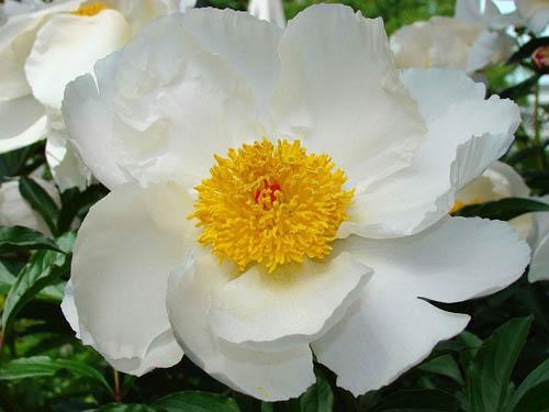 peony-14297_640-pixabay.jpg