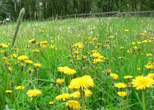 리종덕-민들레Dandelion_field.jpg