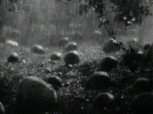 applesonground.jpg