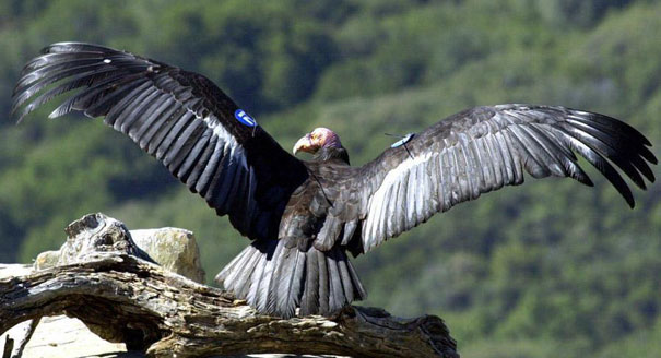 0000000ap130514_condor_ap_605.jpg