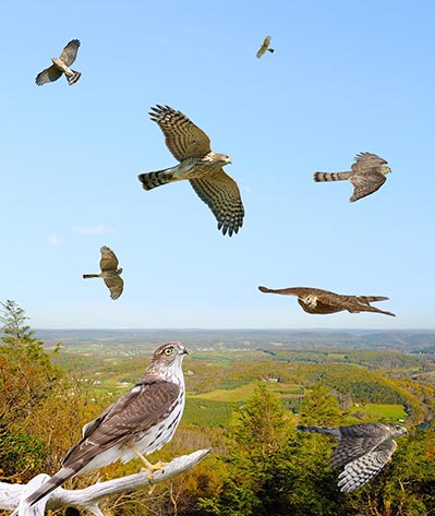 Sharp-shinned-Hawk-2.jpg