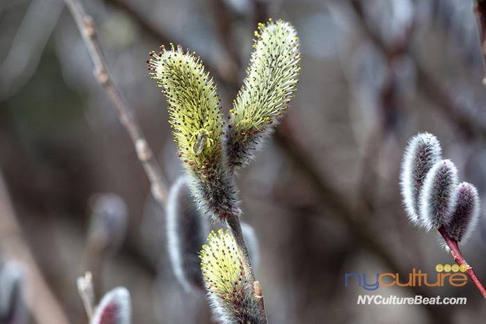 YMJNYC-SONYYMJNYC6460-20210314.jpg
