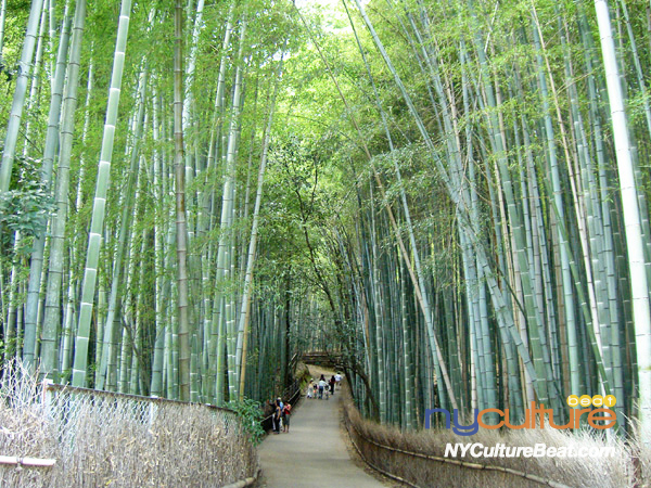 grace-bamboo.jpg