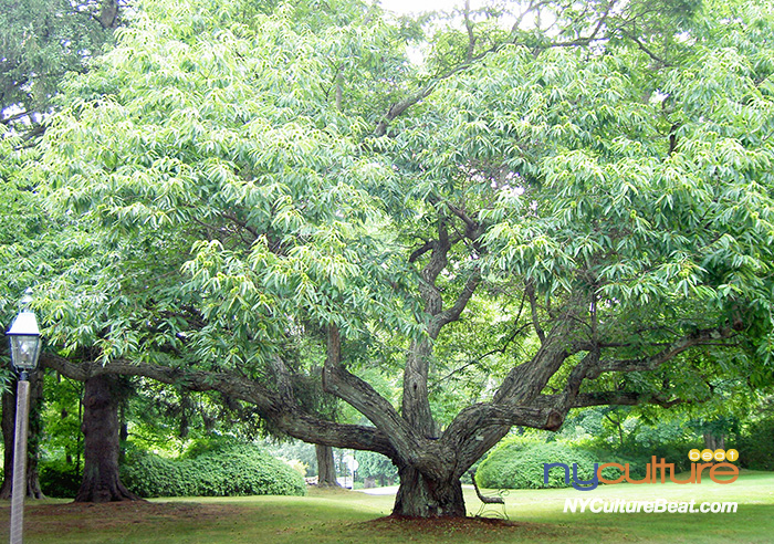grace-oldlyme-bt-tree.jpg