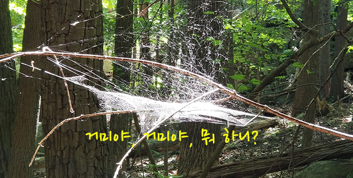 00spider.jpg