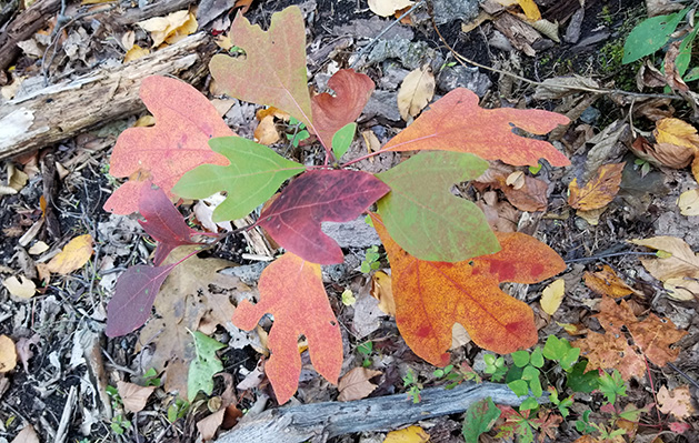 sassafras.JPG