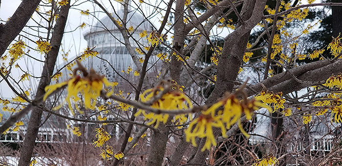 witch hazel.JPG