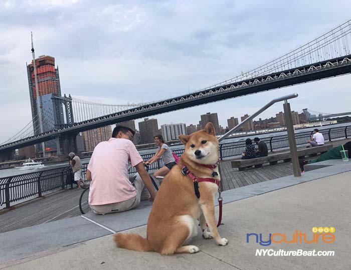 브루클린에서 만난 강아지.jpg