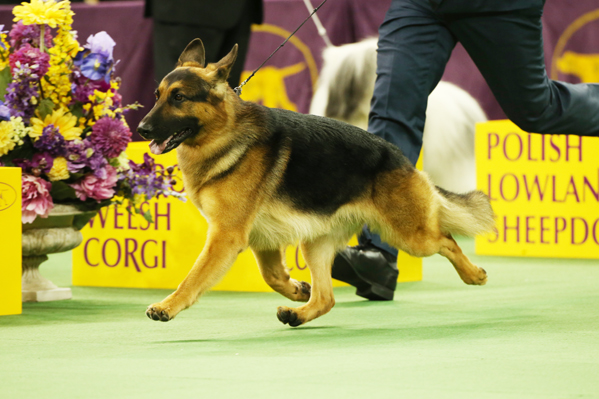 SS_GSD4486.jpg