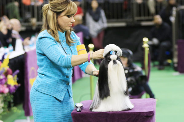 JG7DShihTzu6598.jpg