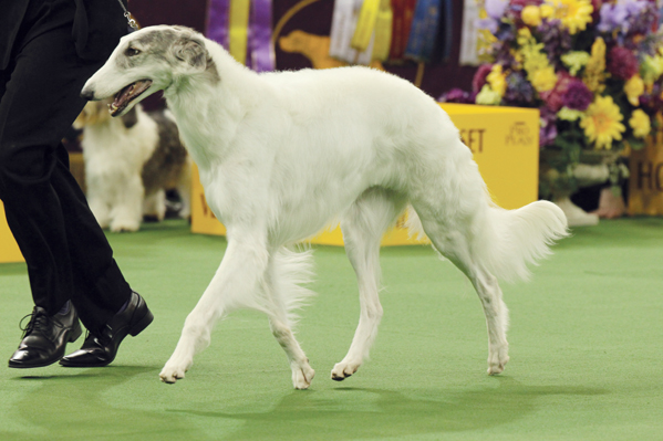 SS_Borzoi_6563.jpg