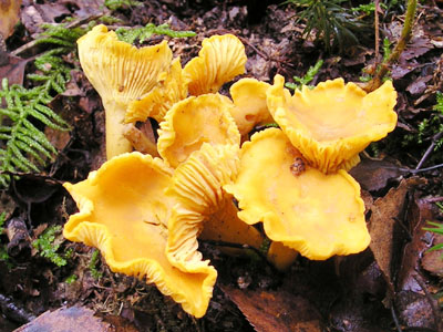 Chanterelle_Cantharellus_cibarius.jpg