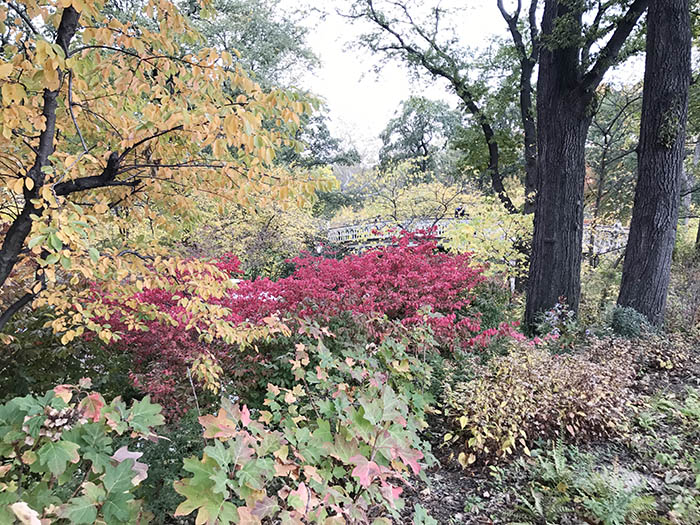 central-park-foliage-700.jpg