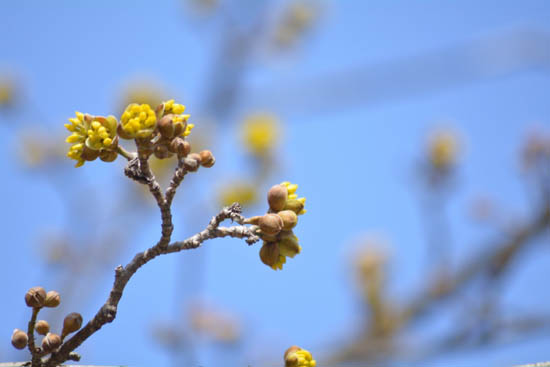 2014-04-03 432014 크로커스 160 (800x534)(1).jpg