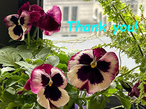 thank-you-pansy.jpg